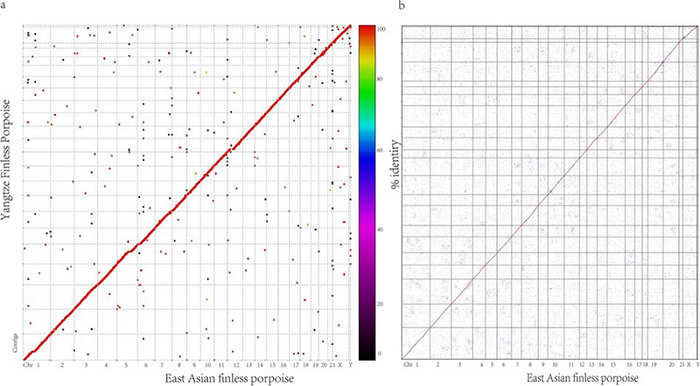 Comparison of sequence synteny between the East Asian finless porpoise and the Yangtze finless porpoise. The x-axis is the chromosome scale of East Asian finless porpoise genome, the y-axis is the contig scale of Yangtze finless porpoise genome.