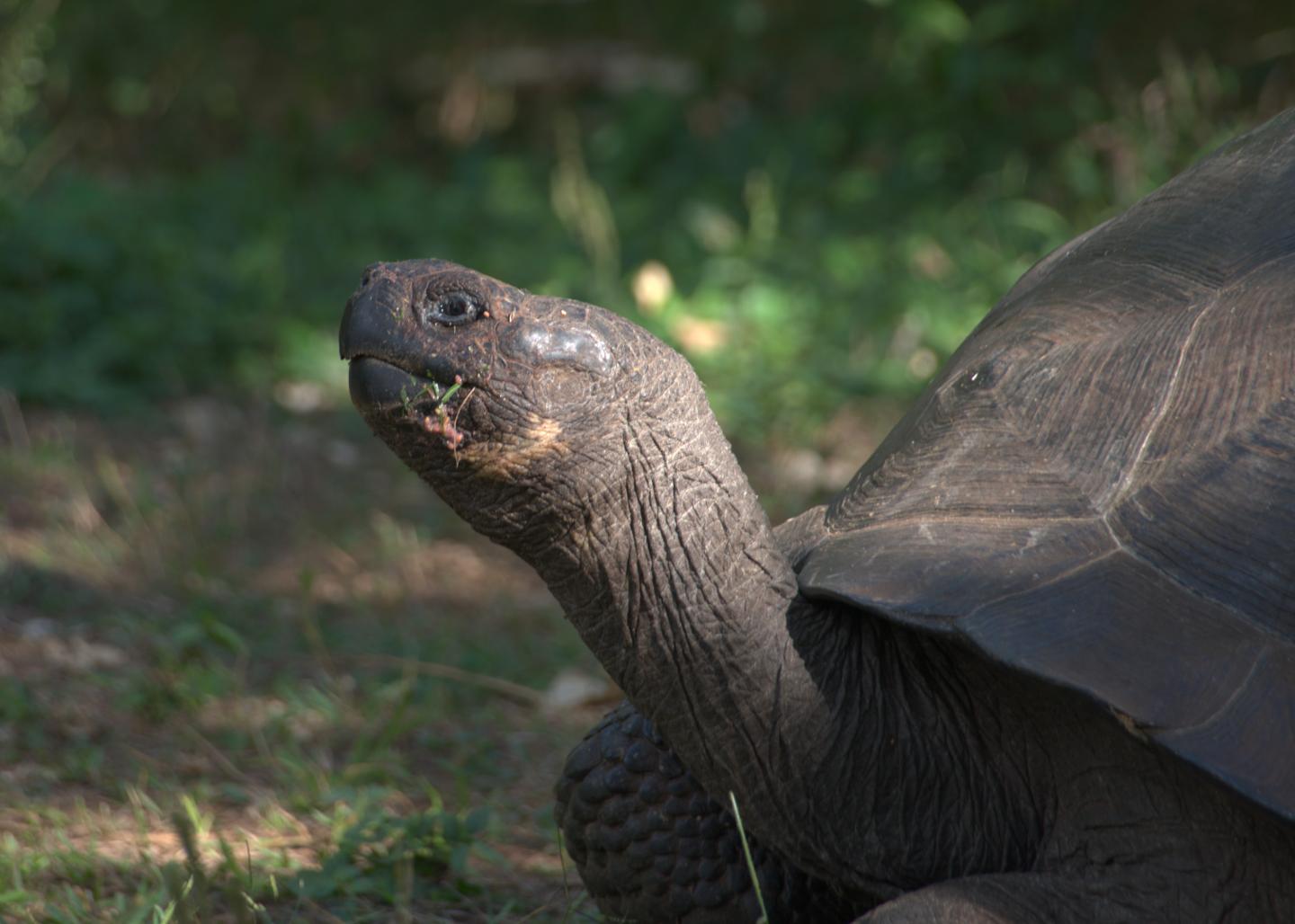 Giant Tortoise 1