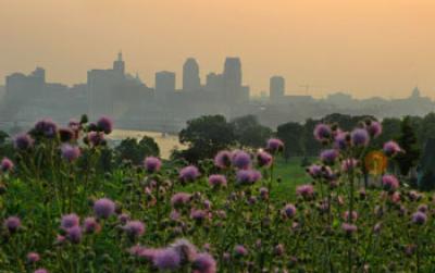 Photo with the Skyline of St. Paul, Minn. in the Background, Wildflowers in the Foreground