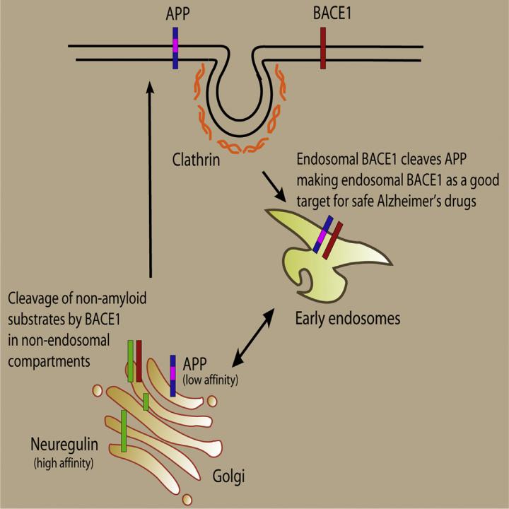 Targeting Alzheimer's Enzyme without Affecting Normal Function