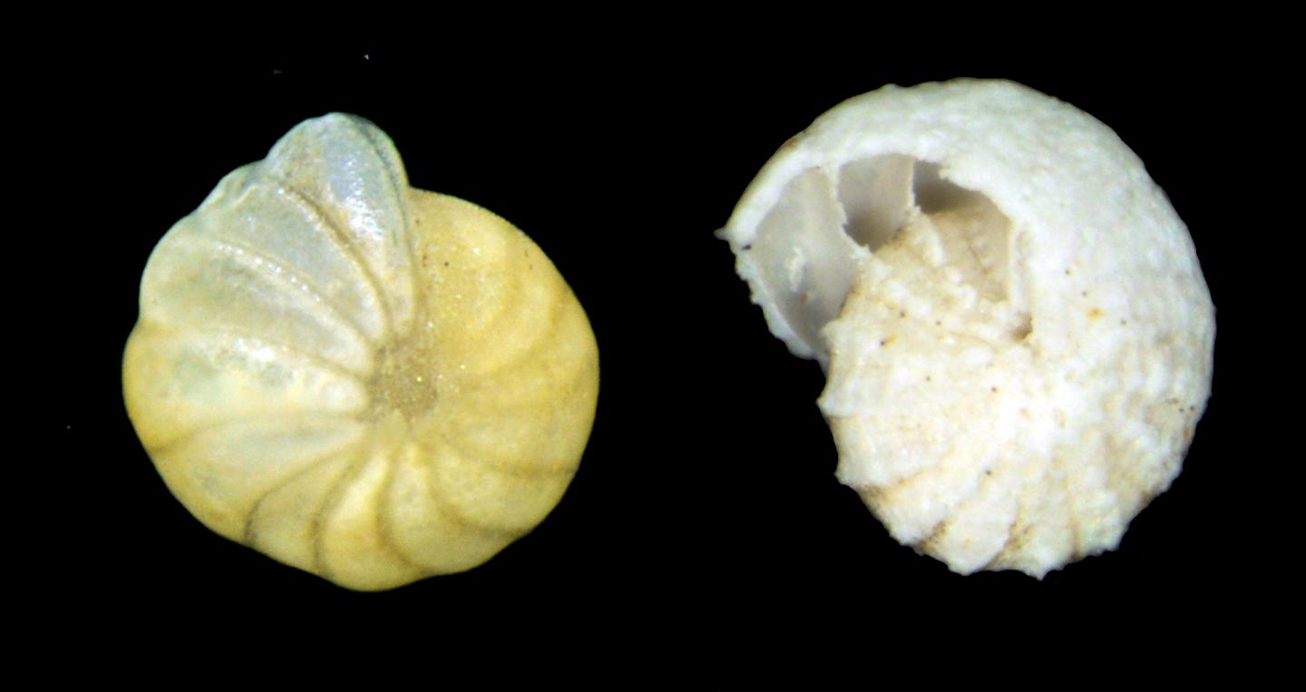 Foraminifera