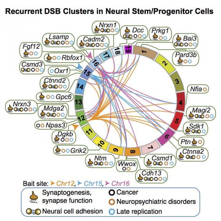 Recurrent DSB Clusters in Neural Stem/Progenitor Cells