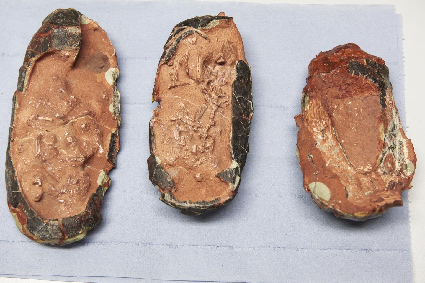 The Three Oviraptorid Eggs