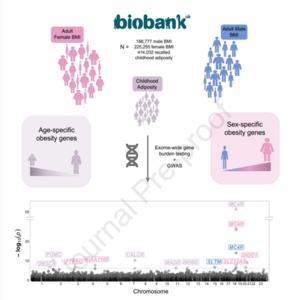 Researchers identified age-specific and sex-specific obesity genes by looking into the genome of 414,032 people from the UK