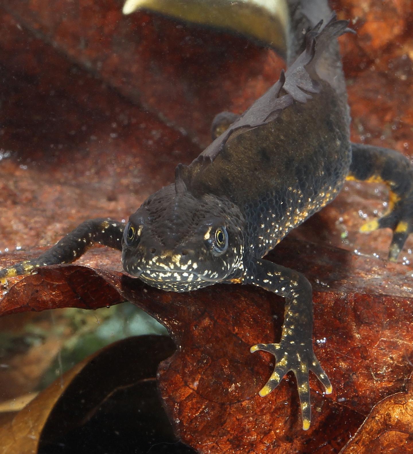 UK wild newt species free from flesh-eating f | EurekAlert!