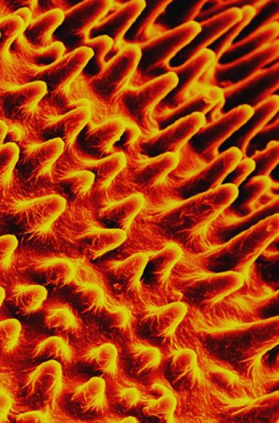 SEM Image of the Frictional Hairs