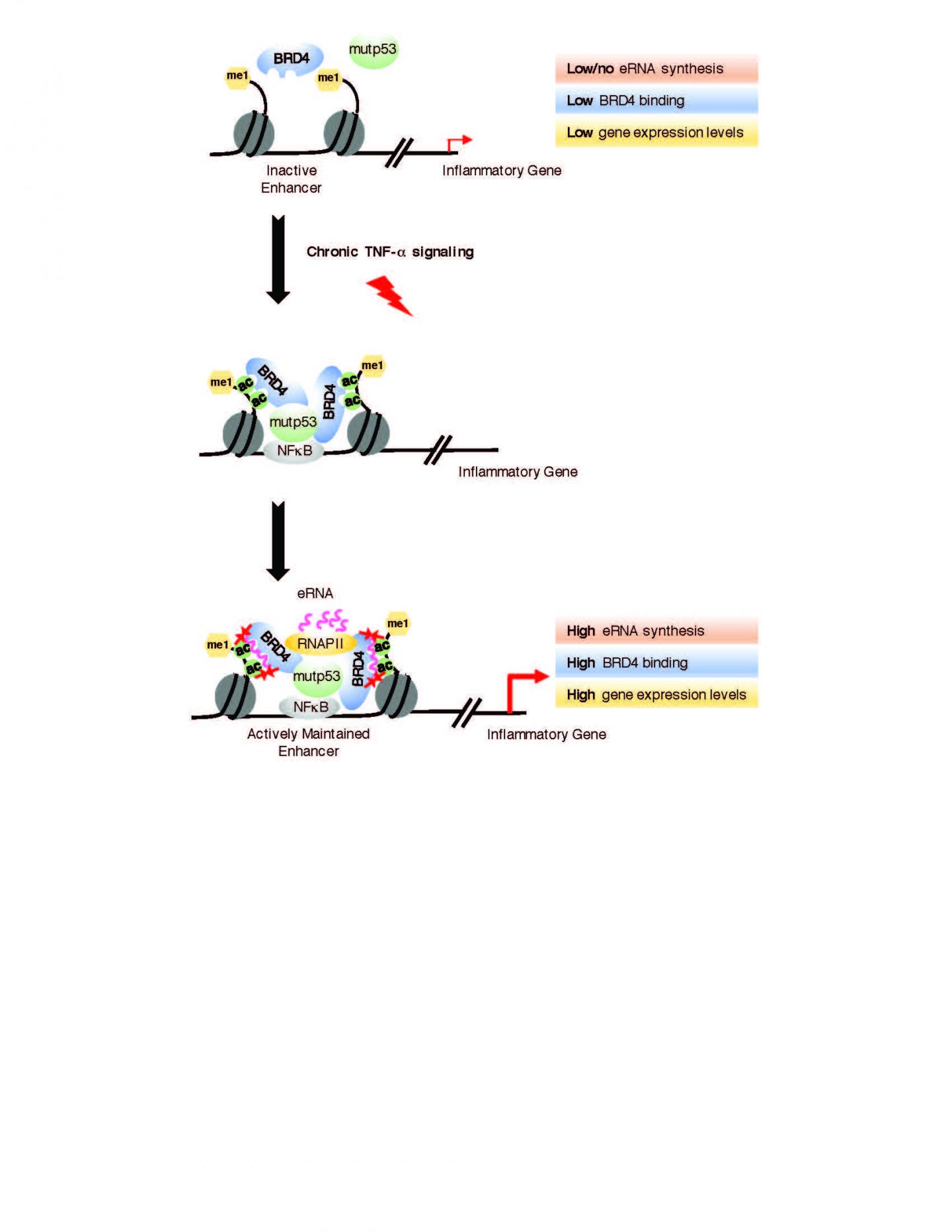 Model of eRNA-BRD4 Interaction