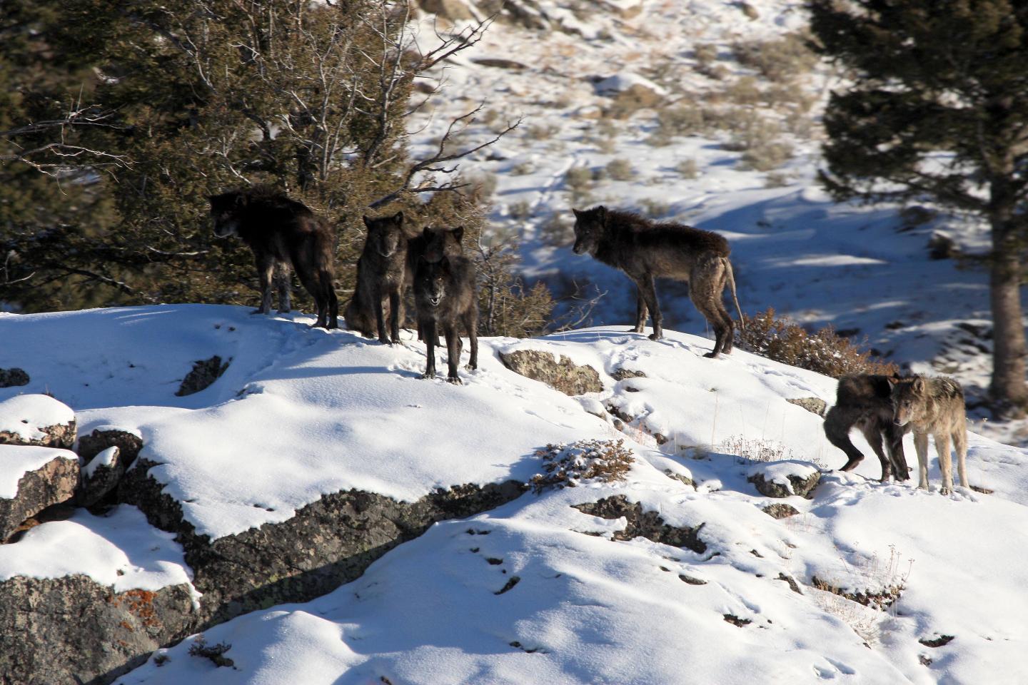 Chronic Illness Causes Less Harm when Carnivores Cooperate