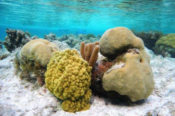 Corals on Turks and Caicos Islands