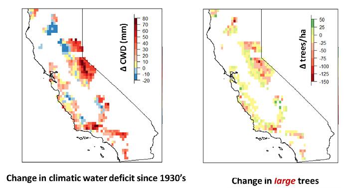 Large Tree Decline Linked to Water Stress