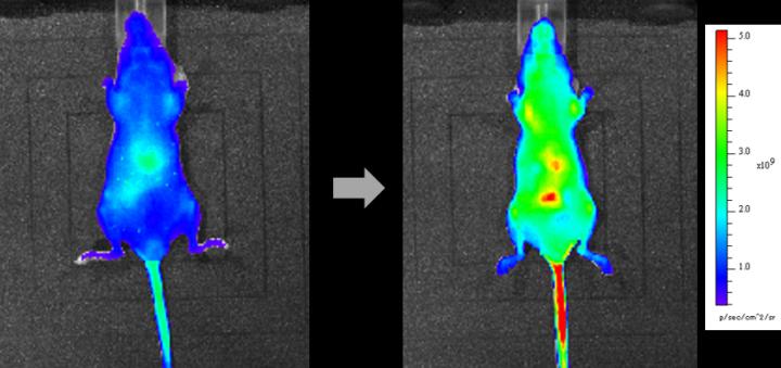 Fluorescence Imaging of a Mouse Injected with the R2c Probe and Vitamin C