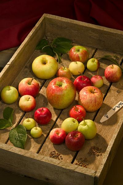 Foreign Apples Offer Diverse Genes