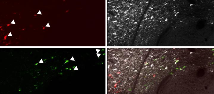VTA Dopamine Neurons Projecting to NAc mShell Facilitate Consolidation of Extinction Learning