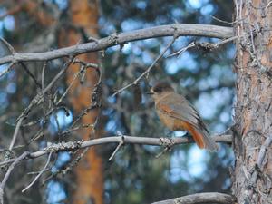 Siberian jay