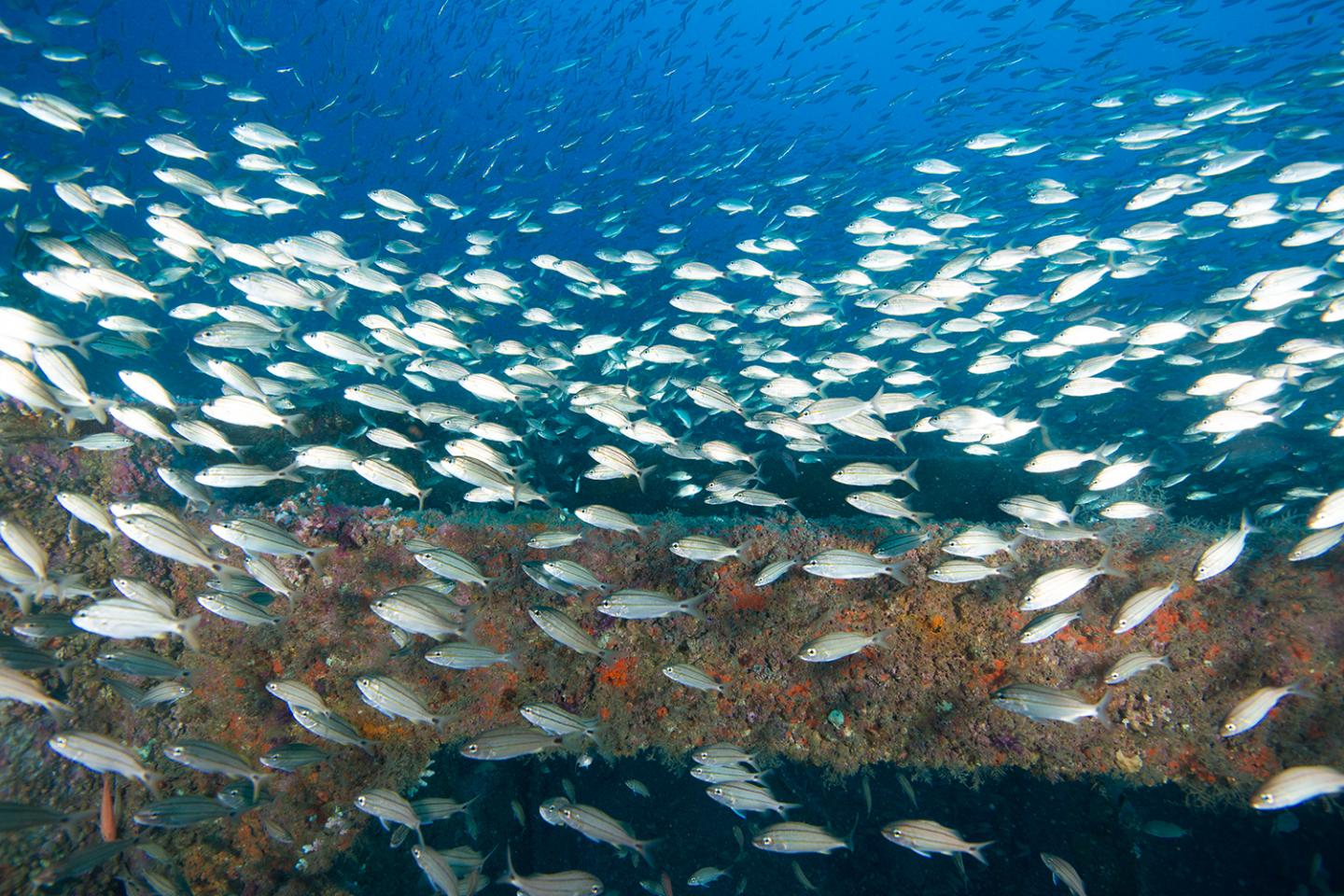 Artificial Reef Horizontal