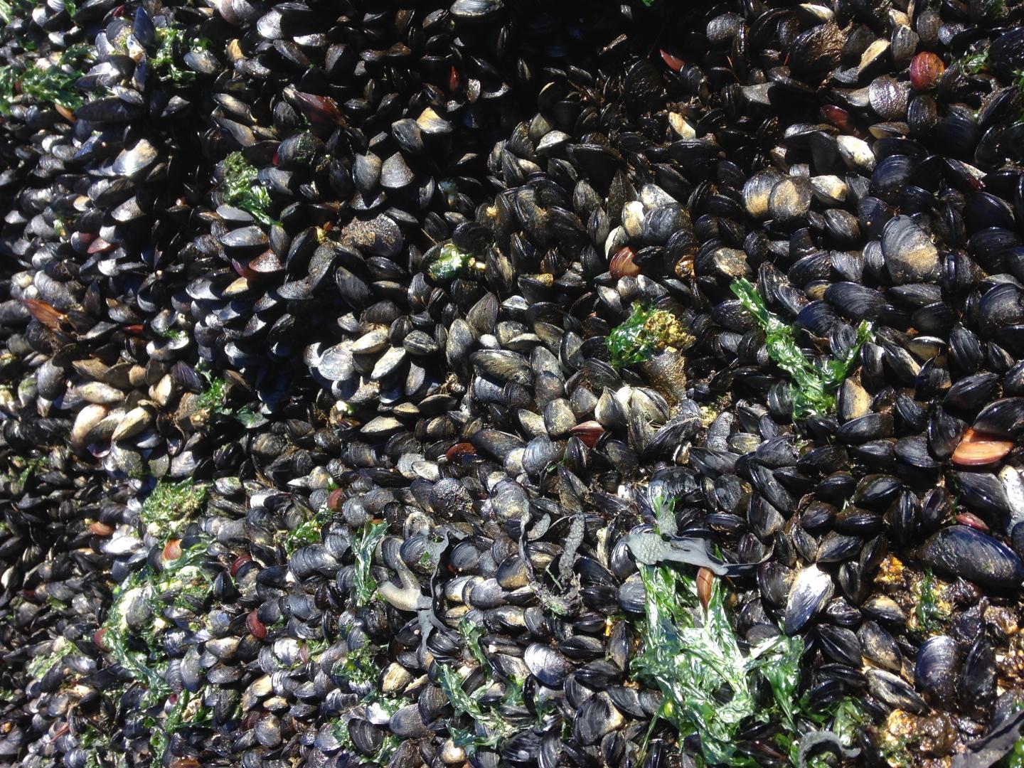 <em>M. trossulus</em> Mussels
