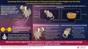 Infant-Caregiver Interactions in Marmoset Families