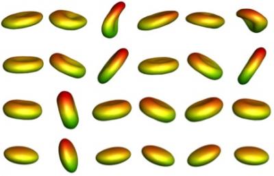 Healthy and Malaria-Infected Cells