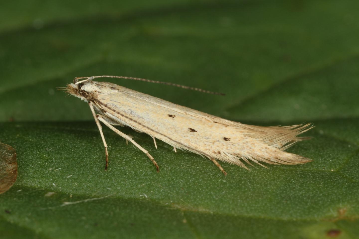 <i>Megacraspedus faunierensis</i>