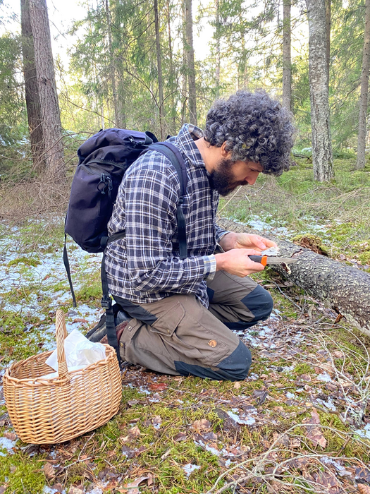 Examining minute fungal fruiting bodies near Stockholm