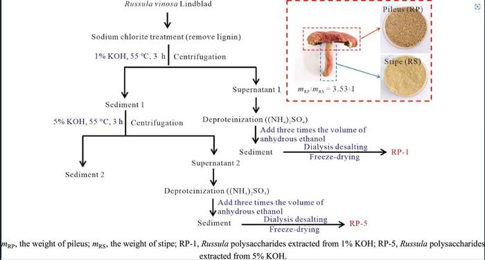 Structural Characterization and Immunomodulatory Activities of Polysaccharides from Russula vinosa Lindblad Extracted Using KOH