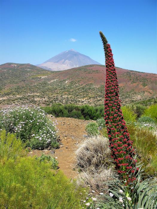 Island plants like this flowering herbaceous plant, known as “tower of jewels” (Echium wildpretii) show fascinating adaptations to their living and non-living environment. Medium-sized, slow-growing, woody shrubs dominate Tenerife's flora, the study