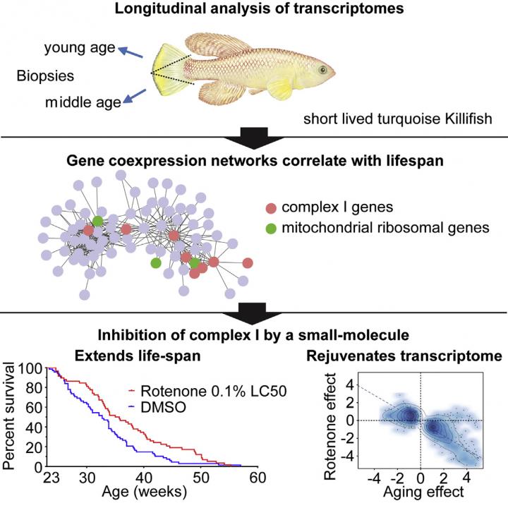 Gene Expression and Lifespan in the Killifish