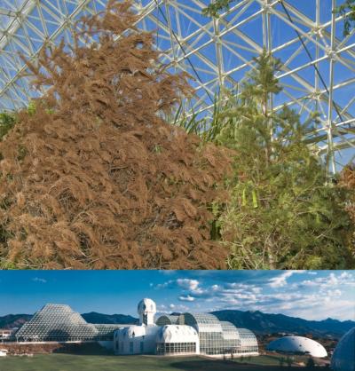 Biosphere 2 Pine Experiment Concludes