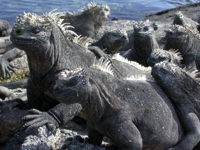 Galapagos Marine Iguanas