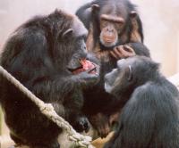 Food Interest in Chimpanzees
