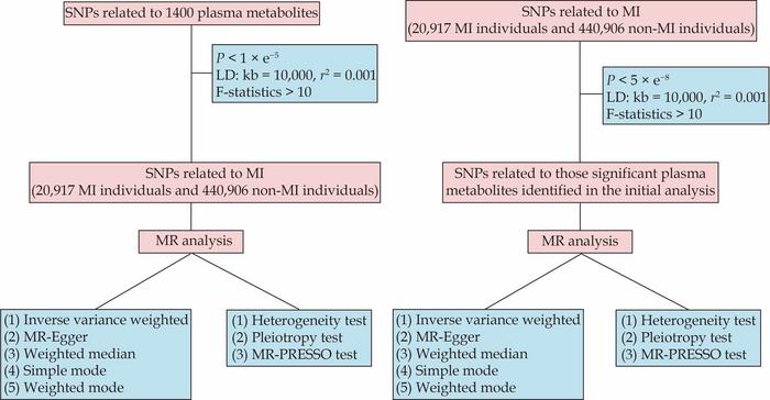 A diagram showing the bidirectional Mendelian randomization methodology