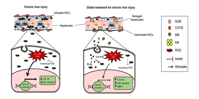 MB, NGB, and CYGB but not HB suppress COL1A1 promoter activity and inhibits liver fibrosis