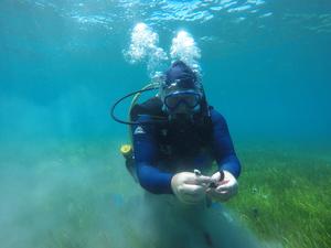 Collecting a teabag from a seagrass meadow