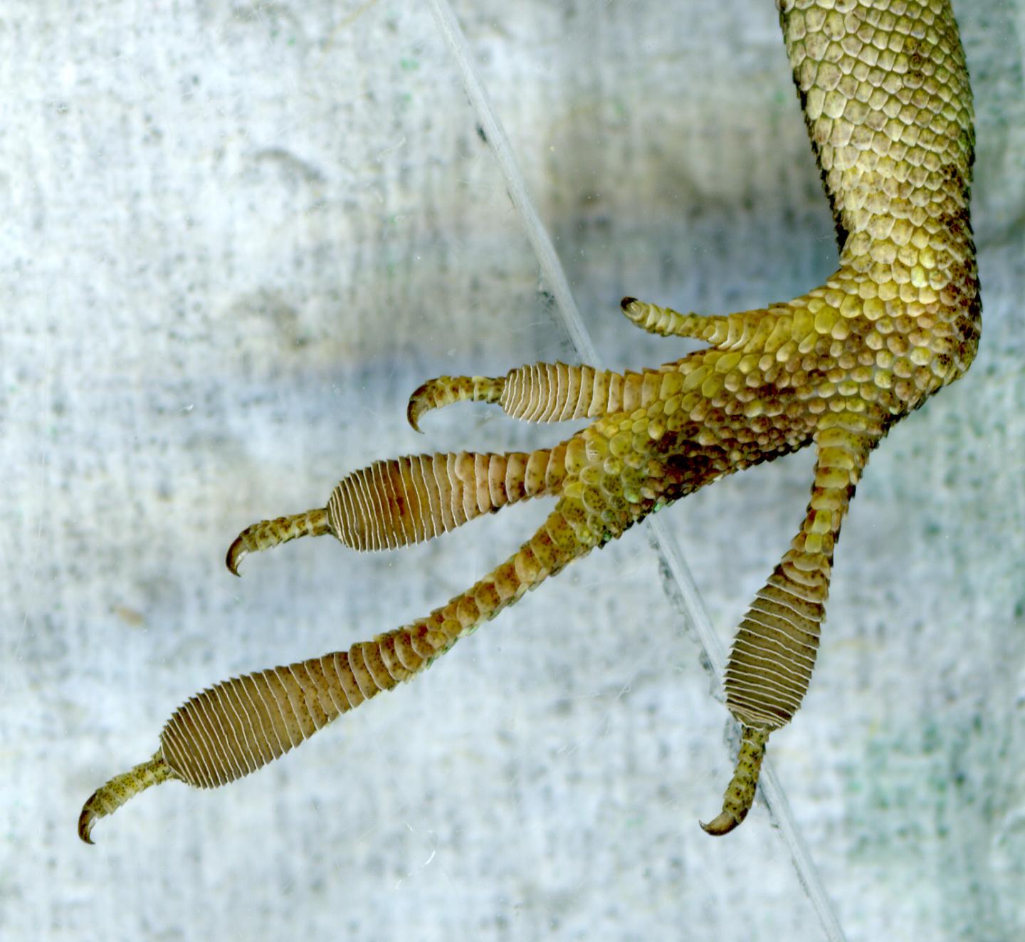 Florida lizards evolve rapidly, within 15 yea EurekAlert!
