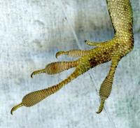 Florida lizards evolve rapidly, within 15 yea | EurekAlert!
