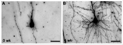 Stephen Back Fetal Model Neurons Figure 1