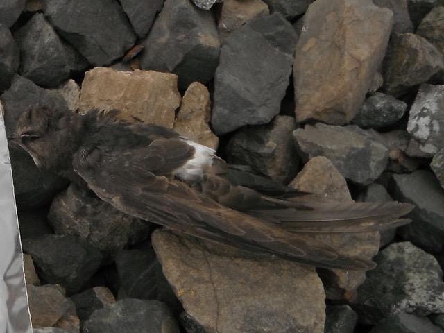 House Swift Found in BC, Canada