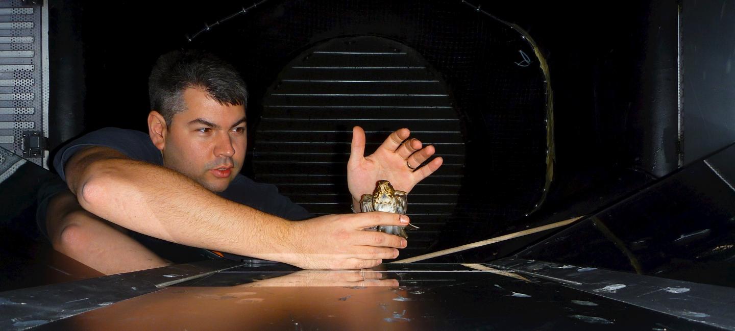 Alexander Gerson with Swainson' Thrush