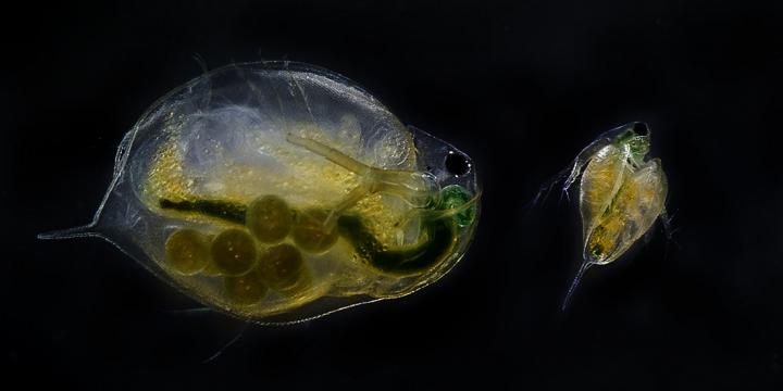 Water fleas under the microscope
