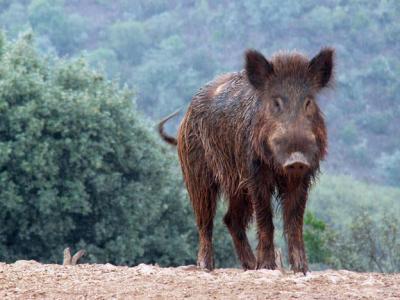 Changes in Land Use Favor the Expansion of Wild Ungulates