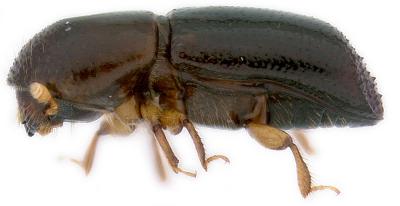 Redbay Ambrosia Beetle