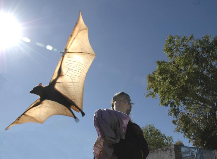 Raina Plowright Releases a Bat