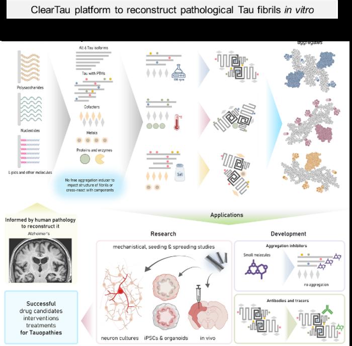 A ClearTau platform that reconstructs pathology-resembling Tau fibrils