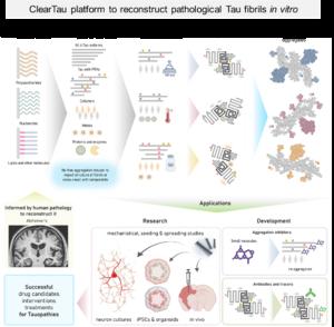 A ClearTau platform that reconstructs pathology-resembling Tau fibrils