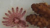 Original footage of young crown of thorns starfish and coral interaction