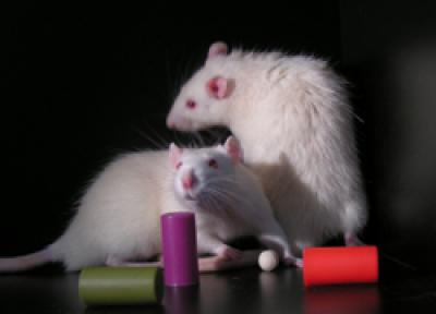 Rats With Toys to Keep Them Awake