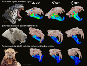 Life-size reconstruction of three different species studied with their stress heat maps at three different angles for a straight lower canine bite.