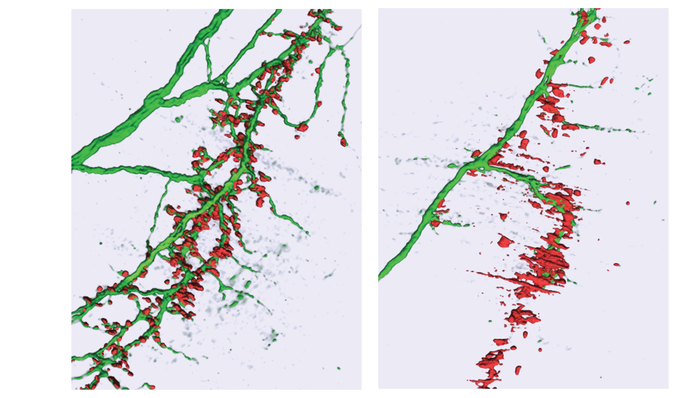 The effect of microRNA-218 on synapses