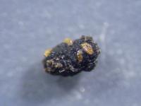 A Cockroach Fecal Pellet with Intact <i>Monotropastrum humile</i> Seeds