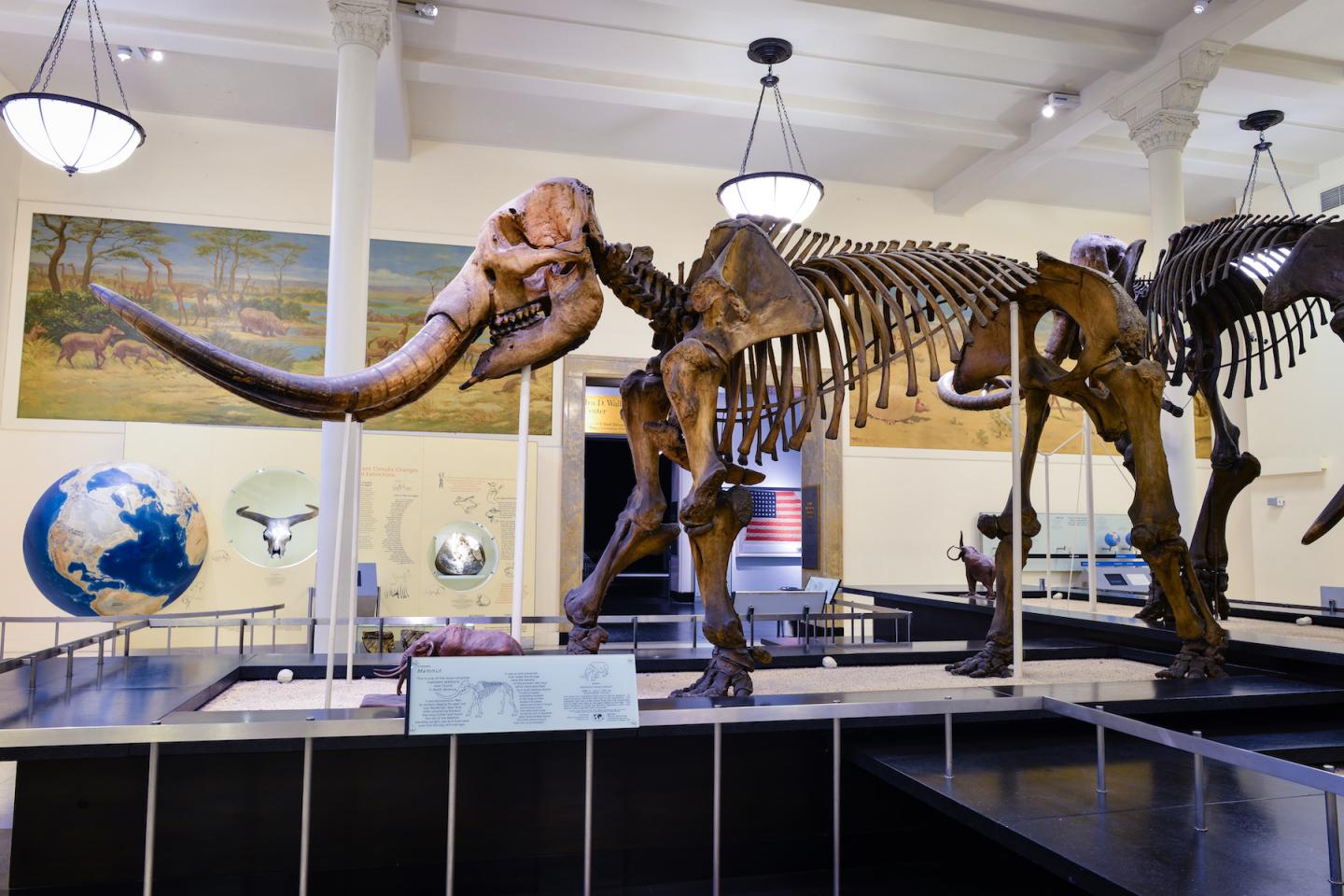 Museum mastodon 1